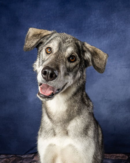 Entry image for Kenai. Clicking this image will show a larger photo