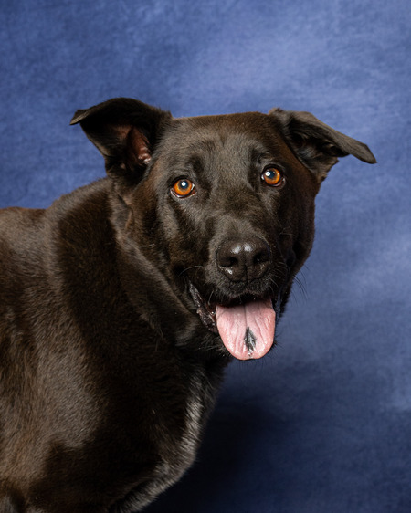 Entry image for Koa. Clicking this image will show a larger photo