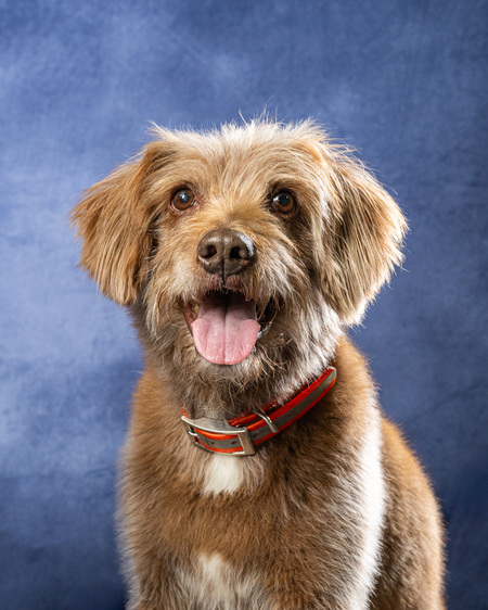 Entry image for Wimpy. Clicking this image will show a larger photo