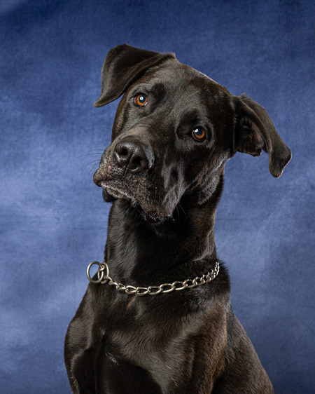 Entry image for Kylo. Clicking this image will show a larger photo