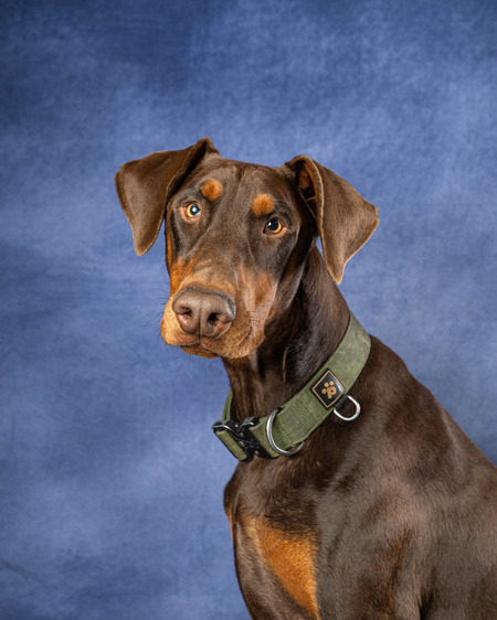 Entry image for Snickers. Clicking this image will show a larger photo