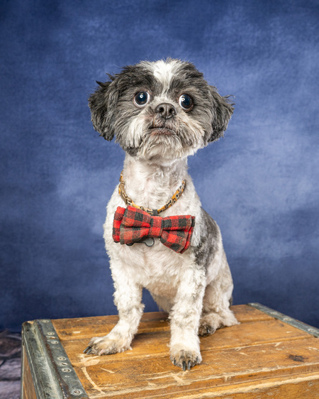 Entry image for Blaze. Clicking this image will show a larger photo