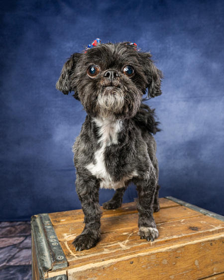 Entry image for Rosebud. Clicking this image will show a larger photo