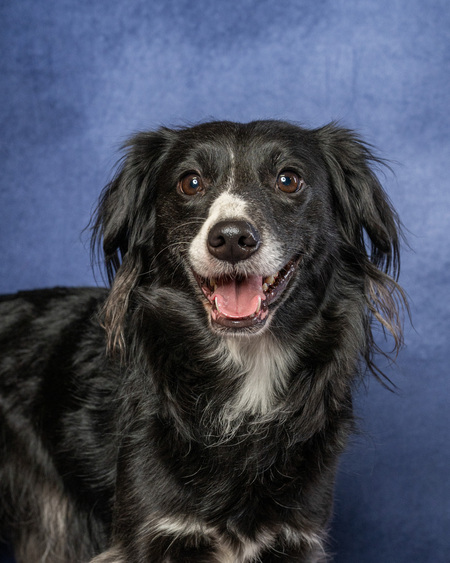 Entry image for Alphalfa. Clicking this image will show a larger photo