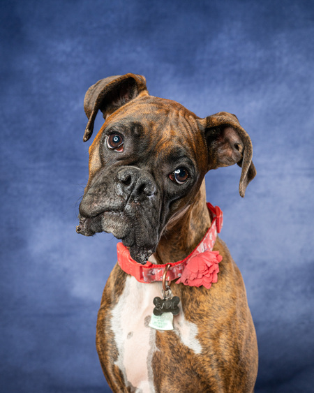 Entry image for Ellie Mae. Clicking this image will show a larger photo