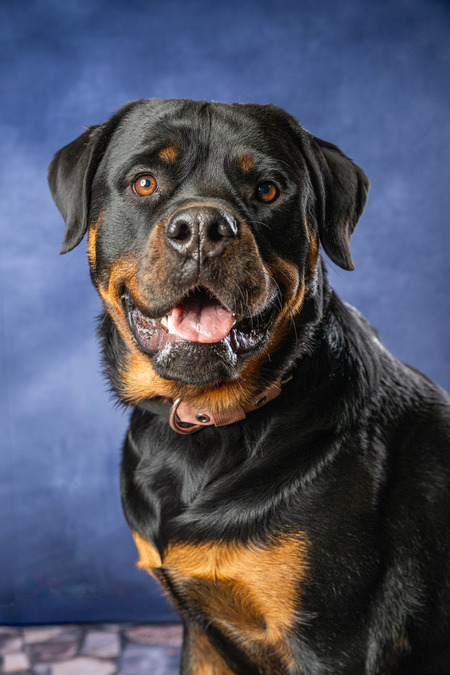 Entry image for Nyx. Clicking this image will show a larger photo