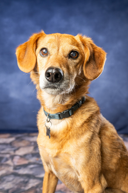 Entry image for Oscar. Clicking this image will show a larger photo