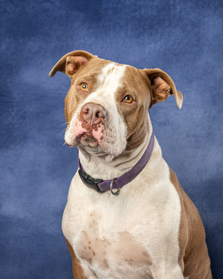 Entry image for Cuda. Clicking this image will show a larger photo