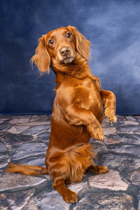 Entry image for Maxx. Clicking this image will show a larger photo