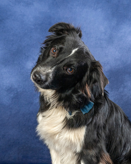 Entry image for Buck. Clicking this image will show a larger photo