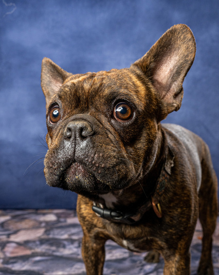 Entry image for Walter. Clicking this image will show a larger photo