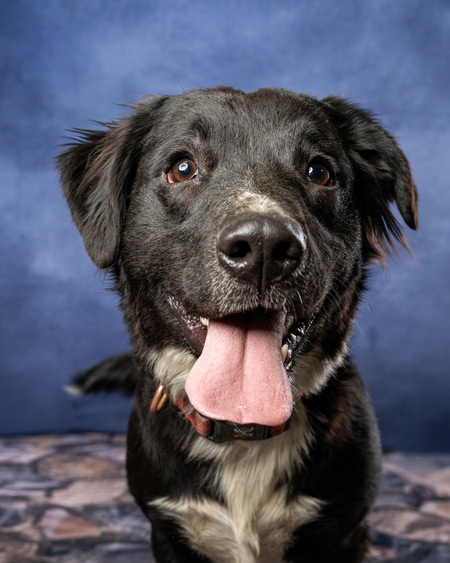 Entry image for Archie. Clicking this image will show a larger photo