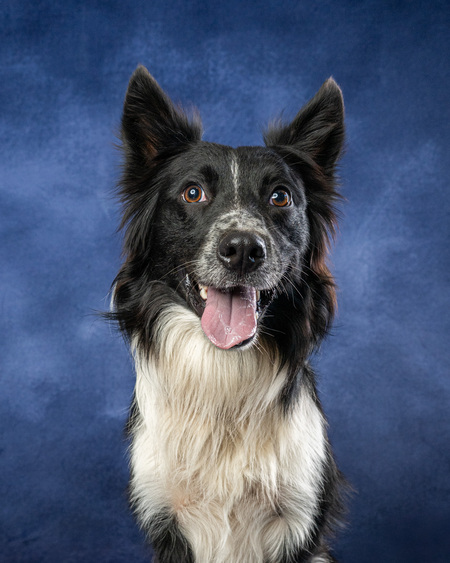 Entry image for Opie. Clicking this image will show a larger photo