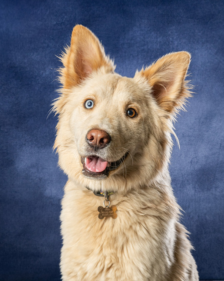 Entry image for Daisy. Clicking this image will show a larger photo