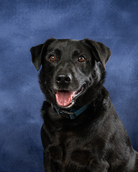 Entry image for Barkley. Clicking this image will show a larger photo