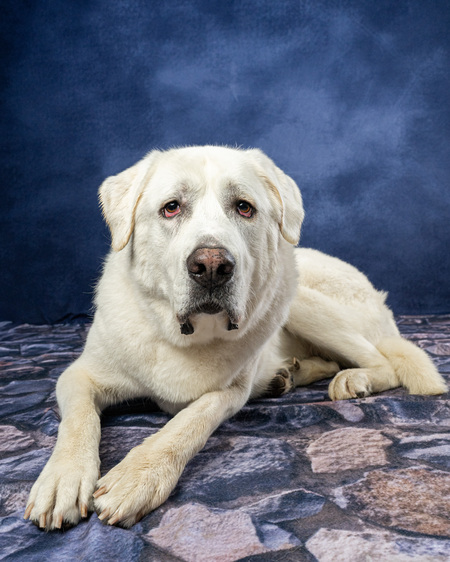 Entry image for Lily. Clicking this image will show a larger photo