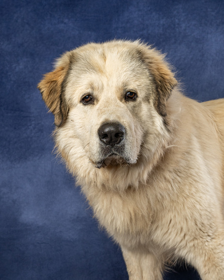 Entry image for Bow. Clicking this image will show a larger photo