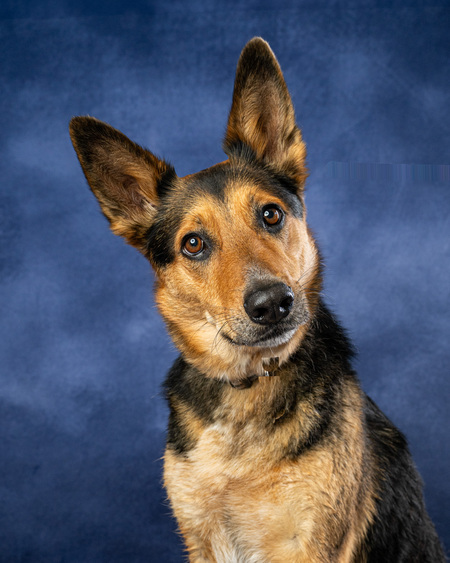 Entry image for Taz. Clicking this image will show a larger photo