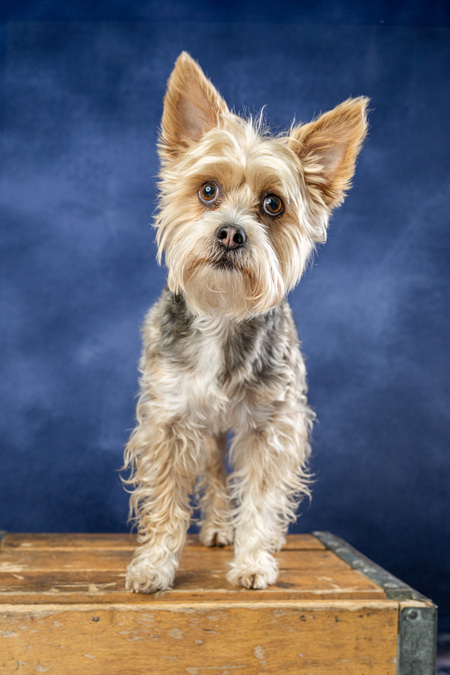 Entry image for Simon. Clicking this image will show a larger photo