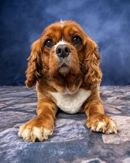 Entry image for Milo. Clicking this image will show a larger photo