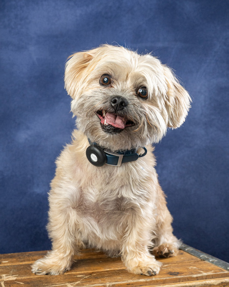 Entry image for Thor. Clicking this image will show a larger photo