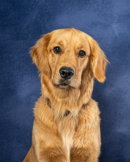 Entry image for Scooter. Clicking this image will show a larger photo