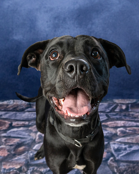 Entry image for Mac. Clicking this image will show a larger photo