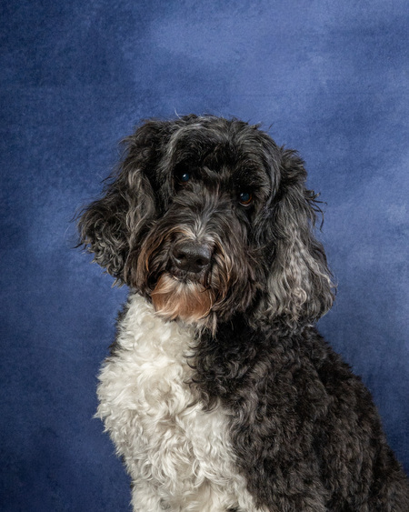 Entry image for Zona. Clicking this image will show a larger photo