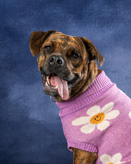 Entry image for Athena. Clicking this image will show a larger photo