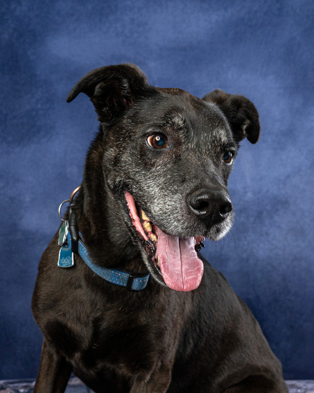 Entry image for Panther. Clicking this image will show a larger photo