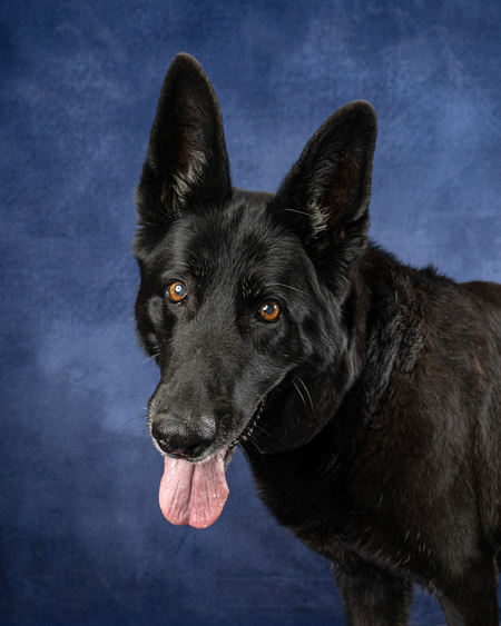 Entry image for Josie. Clicking this image will show a larger photo