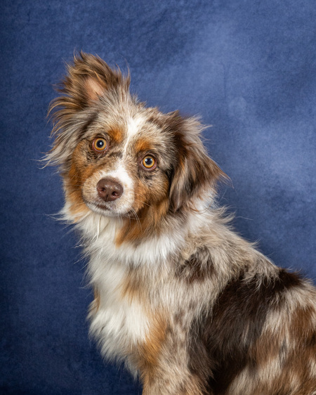 Entry image for Penny. Clicking this image will show a larger photo