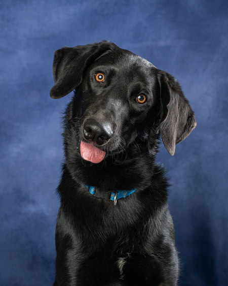 Entry image for Barkley H. Clicking this image will show a larger photo