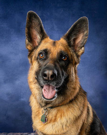 Entry image for Nala. Clicking this image will show a larger photo