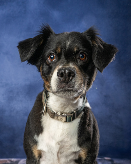 Entry image for Buddy. Clicking this image will show a larger photo