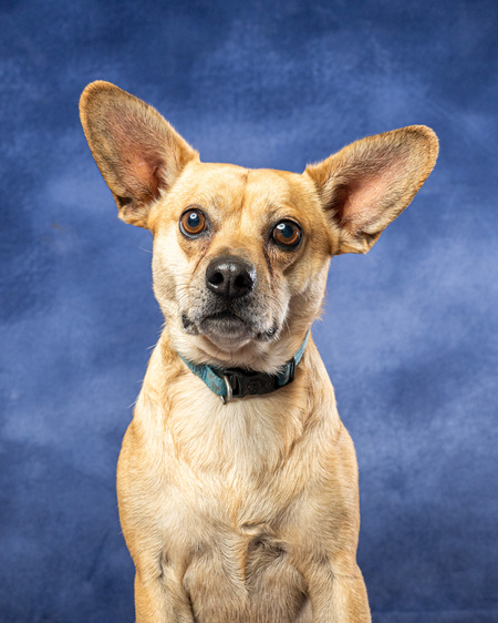 Entry image for Houdini. Clicking this image will show a larger photo