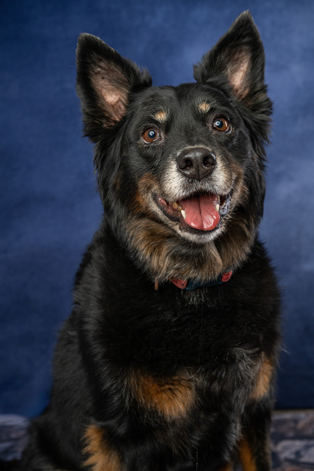 Entry image for Lilo. Clicking this image will show a larger photo