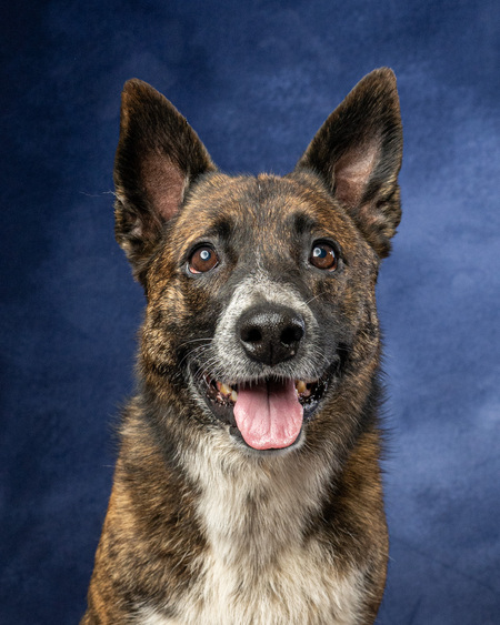 Entry image for Kota. Clicking this image will show a larger photo