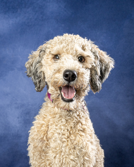 Entry image for FizzGig. Clicking this image will show a larger photo