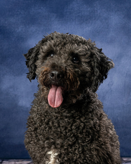 Entry image for Muppet. Clicking this image will show a larger photo