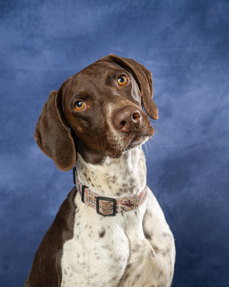 Entry image for Beau. Clicking this image will show a larger photo