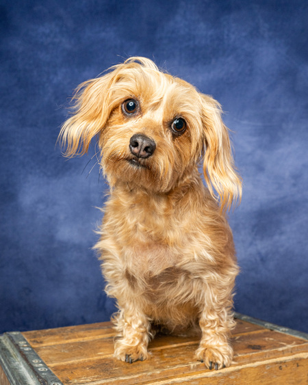 Entry image for Rosie. Clicking this image will show a larger photo