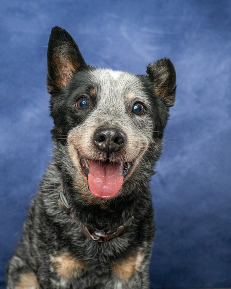 Entry image for Raider. Clicking this image will show a larger photo