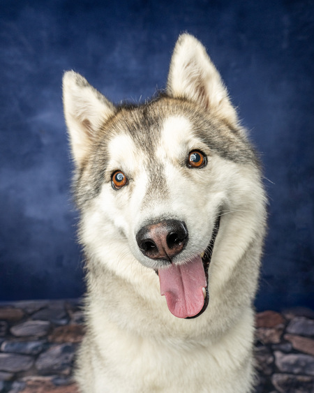 Entry image for Reign. Clicking this image will show a larger photo