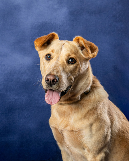 Entry image for Josie. Clicking this image will show a larger photo