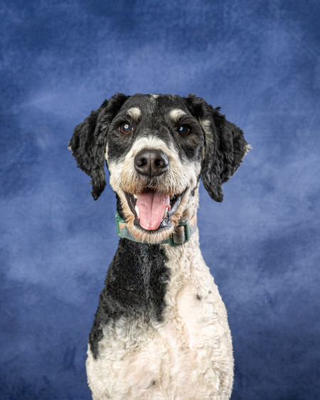 Entry image for Willow. Clicking this image will show a larger photo