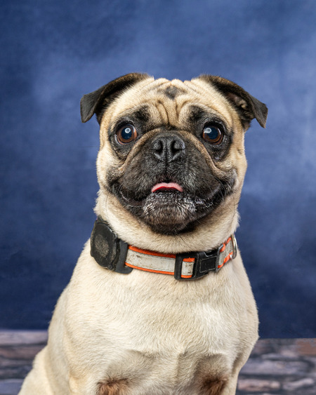 Entry image for Gus. Clicking this image will show a larger photo