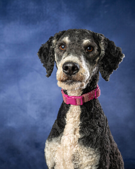 Entry image for Darla. Clicking this image will show a larger photo