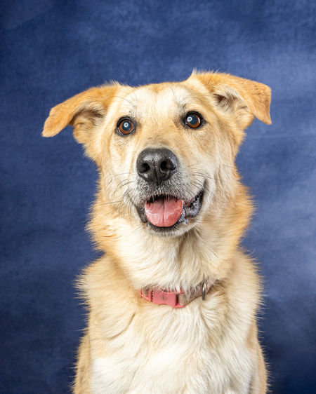 Entry image for Jinx. Clicking this image will show a larger photo