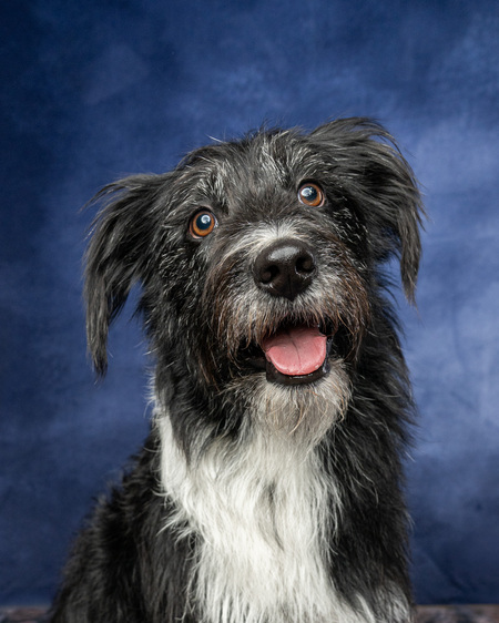 Entry image for Chloe. Clicking this image will show a larger photo